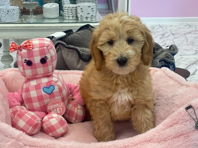 Birdie - Goldendoodle Mini