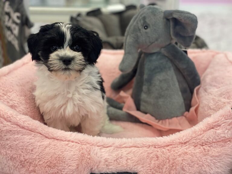 Annie - Havanese
