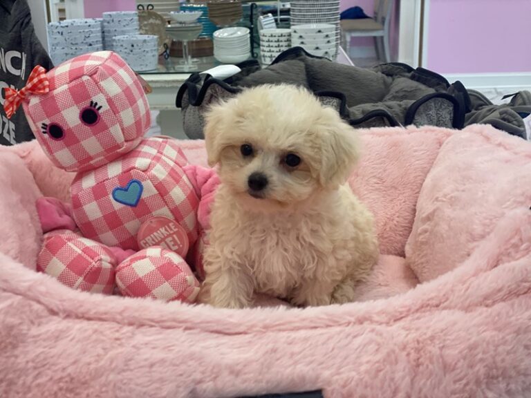 Sadie - Maltipoo