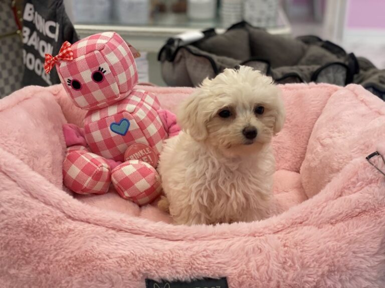 Baby - Maltipoo