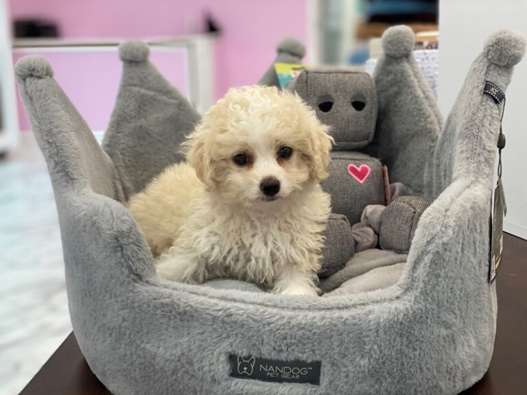 Dino - Maltipoo
