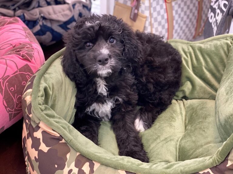 Ella - Bernedoodle 2nd Gen