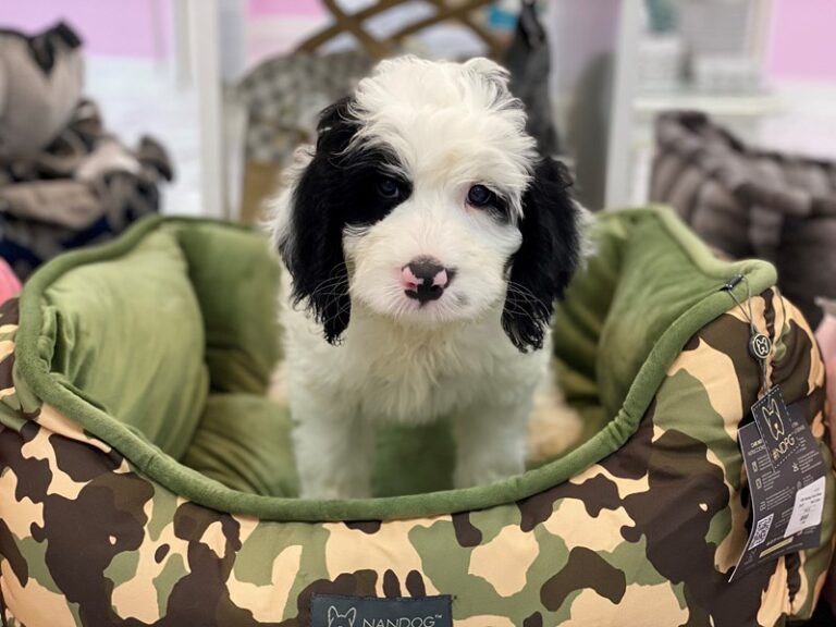 Tyson - Bernedoodle 2nd Gen