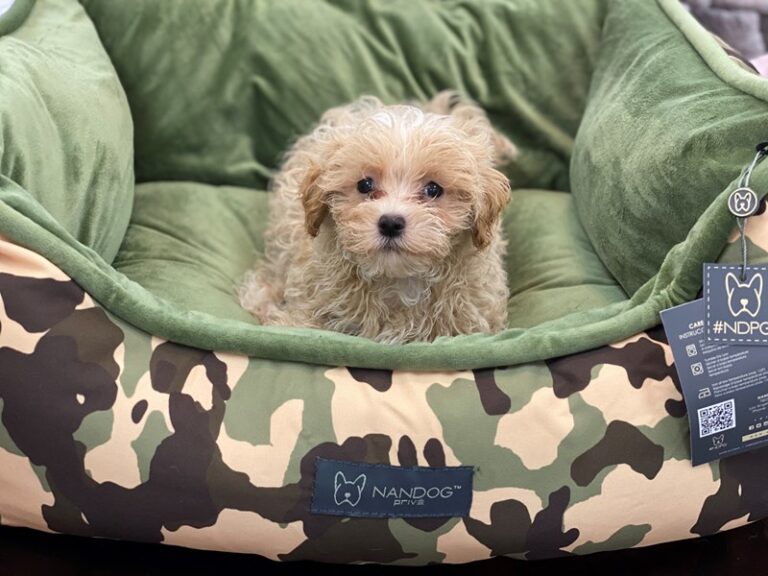 Rico - Maltipoo