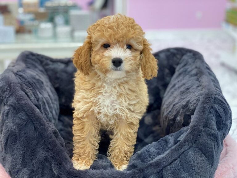 Labradoodle Mini 2nd Gen - Labradoodle Mini 2nd Gen