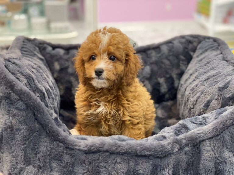 Bianca - Labradoodle Mini 2nd Gen