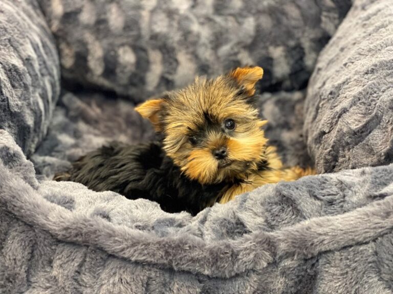 Pebbles - Yorkshire Terrier
