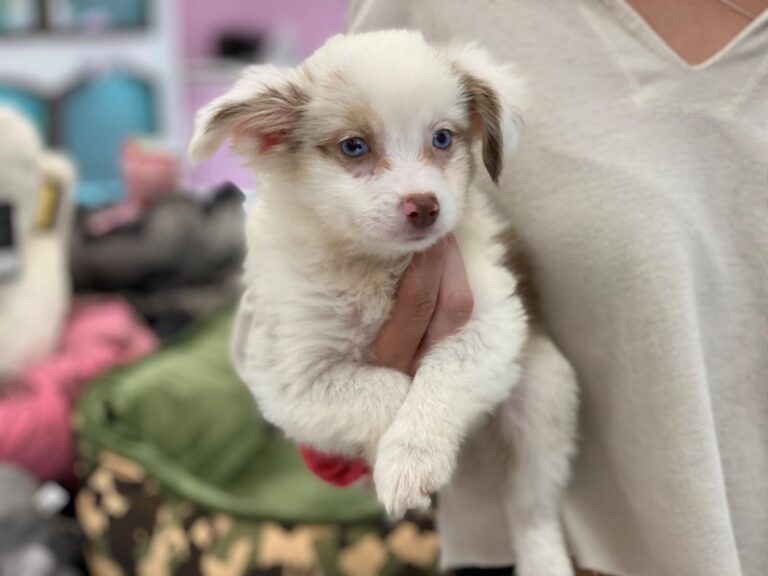 Pedro - Toy Australian Shepherd