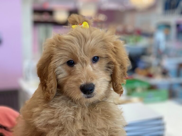 Duchess - Goldendoodle Mini