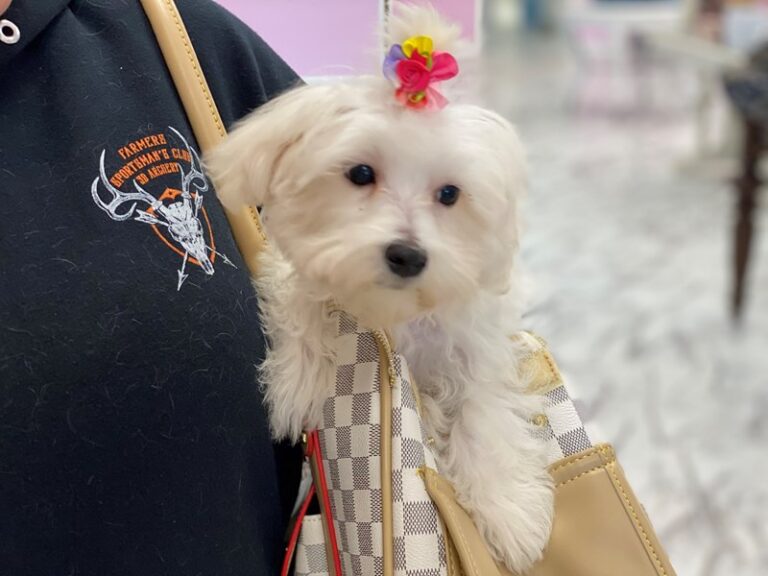 Aubrey - Maltese