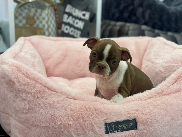 Lizzie - Boston Terrier