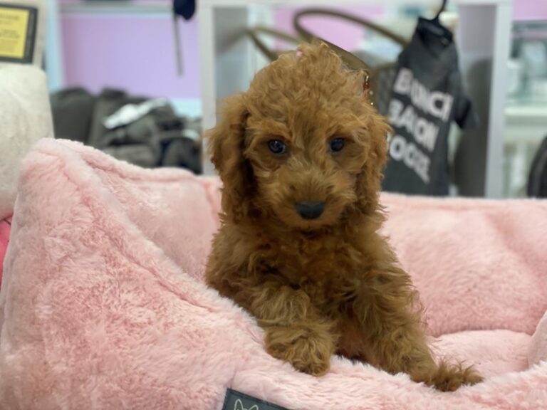 Flash - Irishdoodle Mini