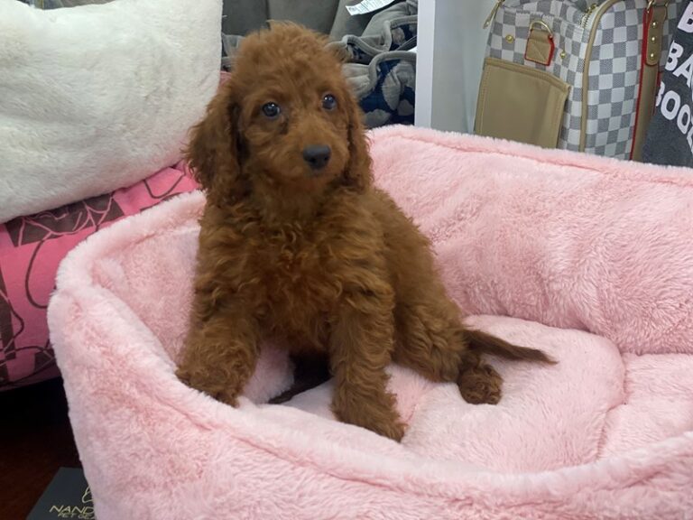 Ellie - Irishdoodle Mini
