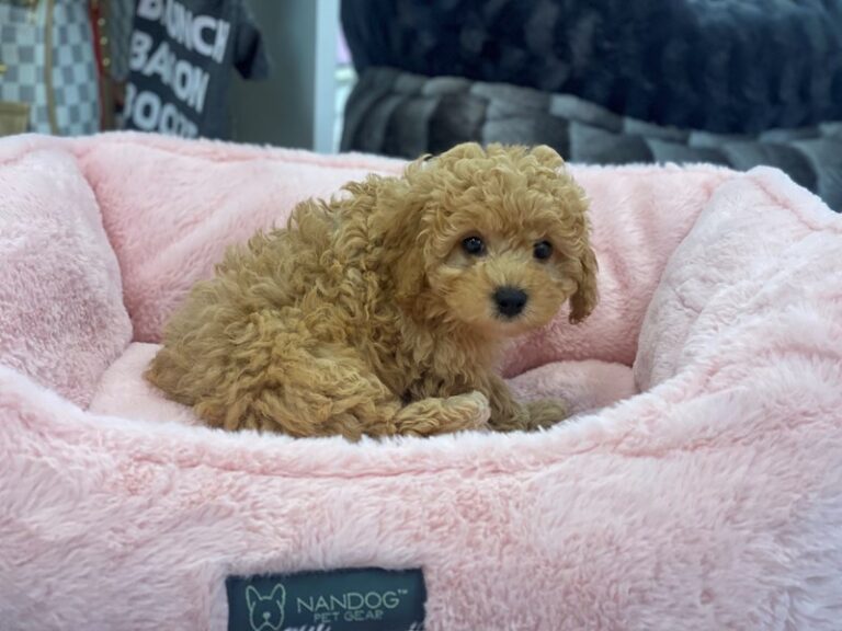 Milo - Bichapoo
