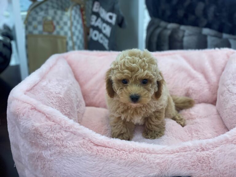 Archie - Bichapoo