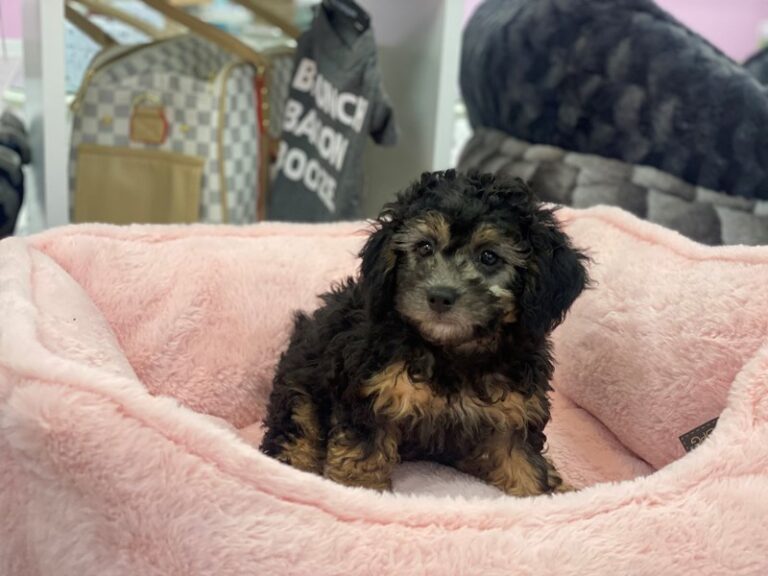 Darla - Poodle Mini