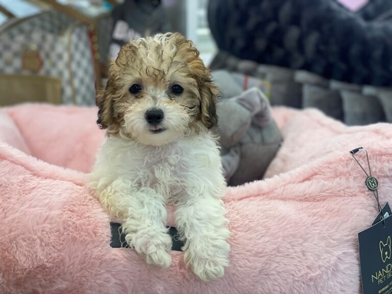 Abby - Toy Poodle