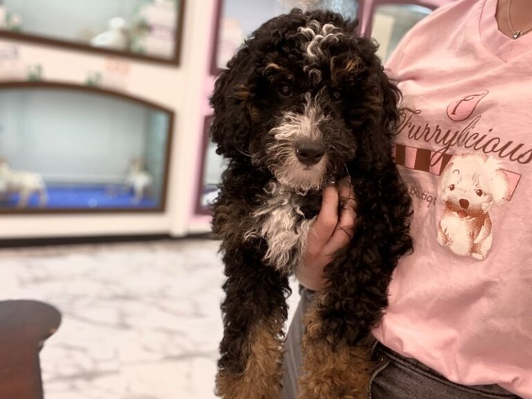 Jack - Bernedoodle Mini