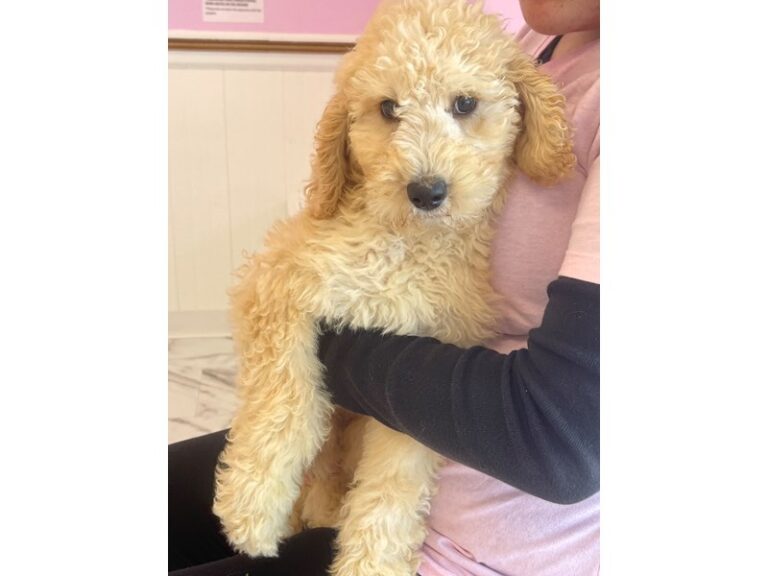 Bridget - Standard Poodle