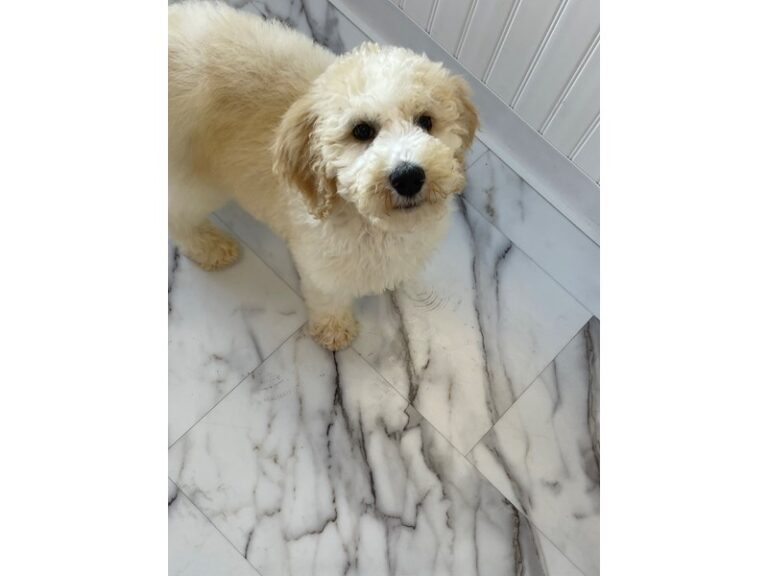 Porter - Standard Poodle