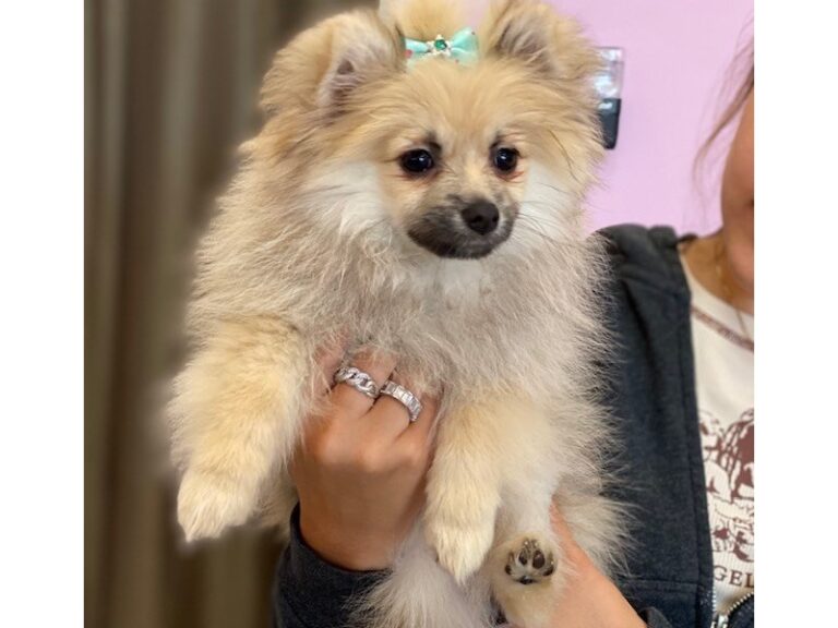 Gretchen - Pomeranian