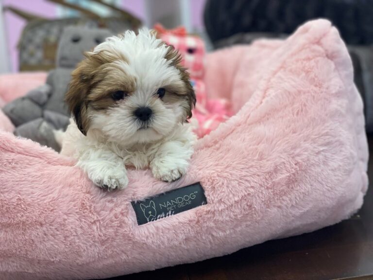Eddie - Teddy Bear