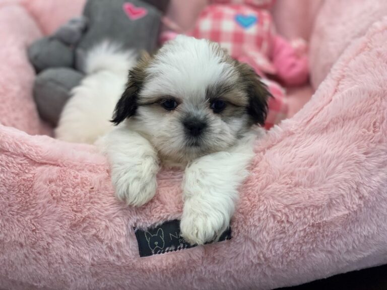 Piper - Teddy Bear