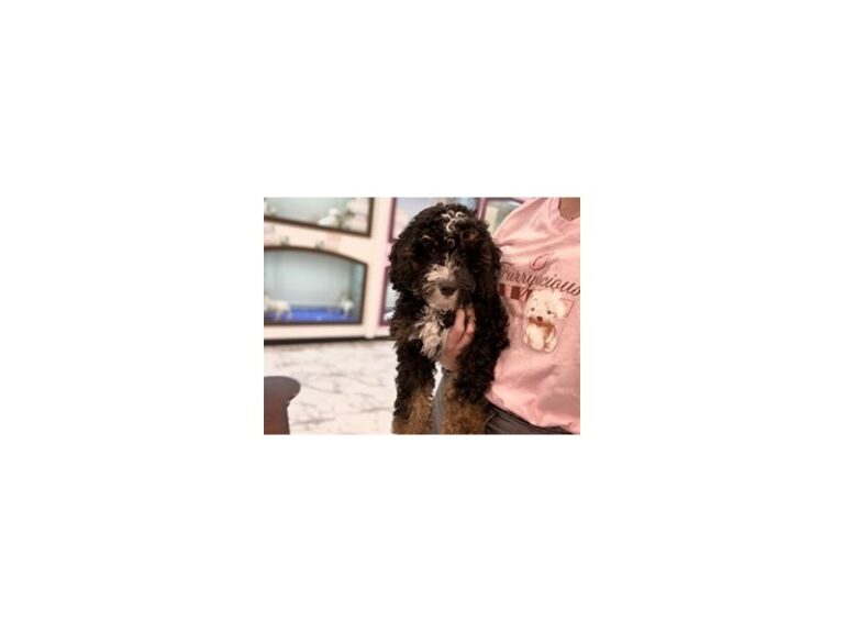 Max - Bernedoodle Mini
