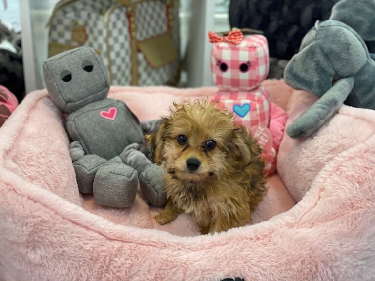Cici - Yorkipoo