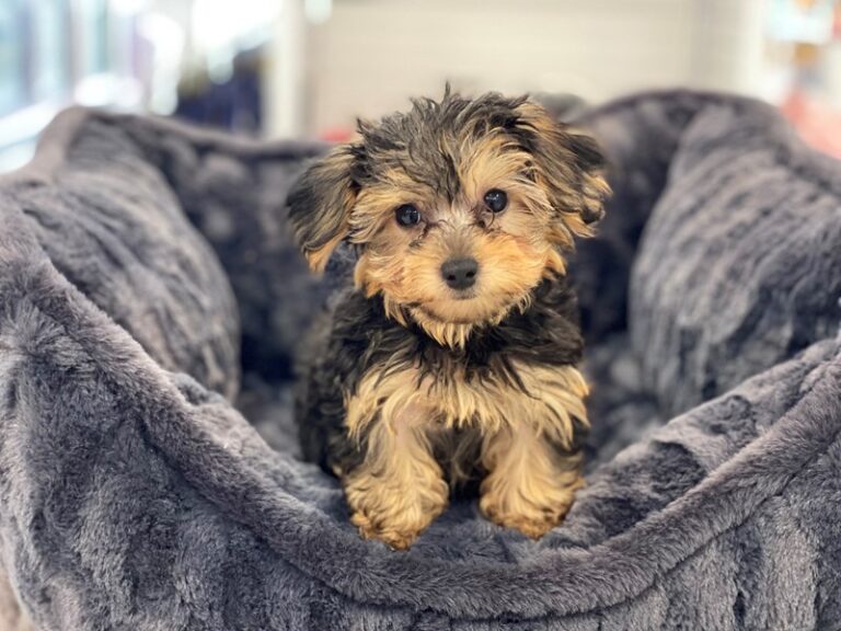 Flash - Yorkipoo