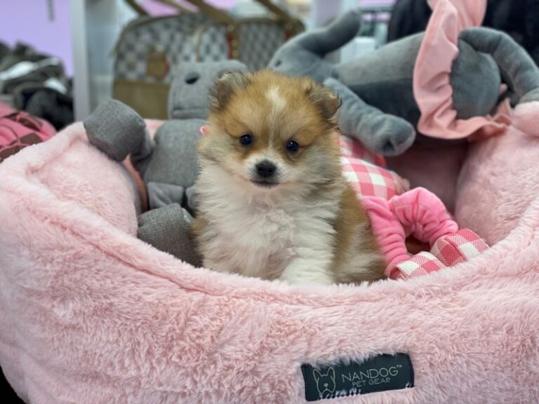 Ellie - Pomeranian