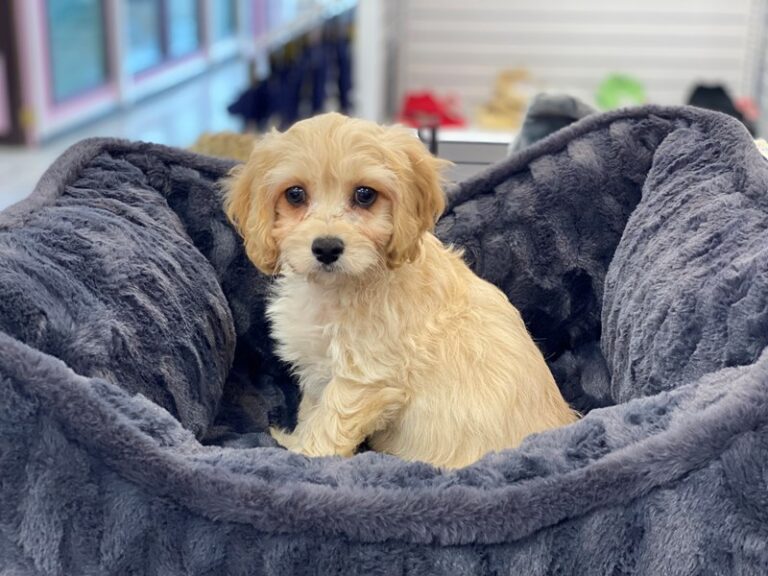 Otis - Cavachon