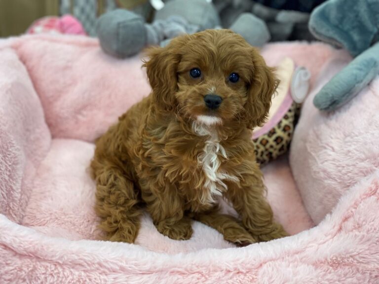 Polly - Cavapoo