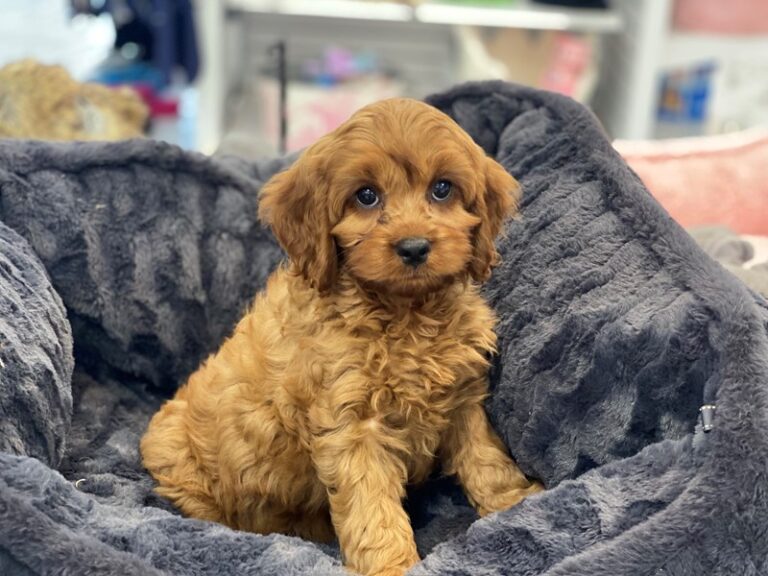 Jasper - Cavapoo