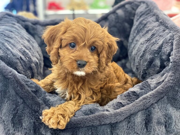 Gus - Cavapoo
