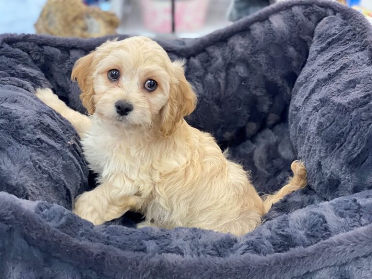 Barkley - Cavachon