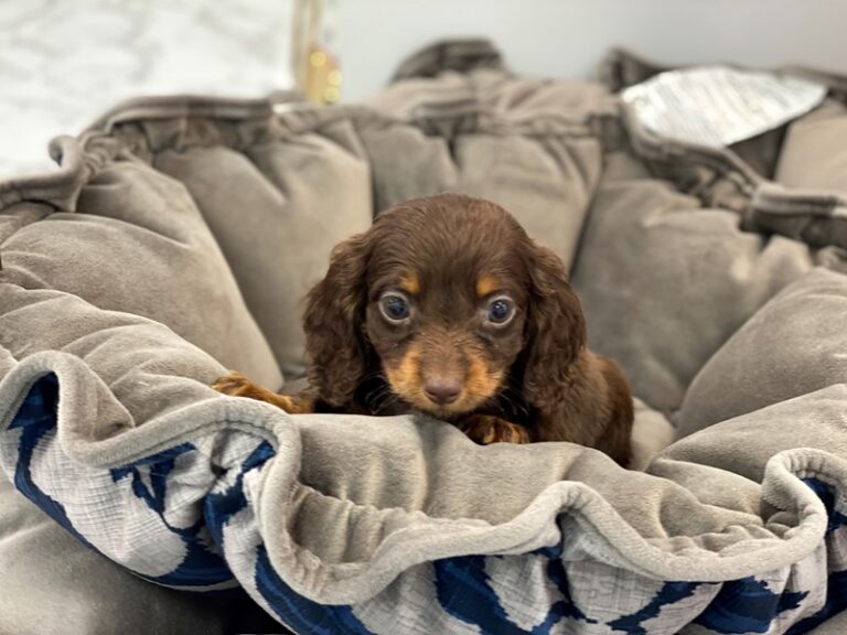 Timmy - Dachshund
