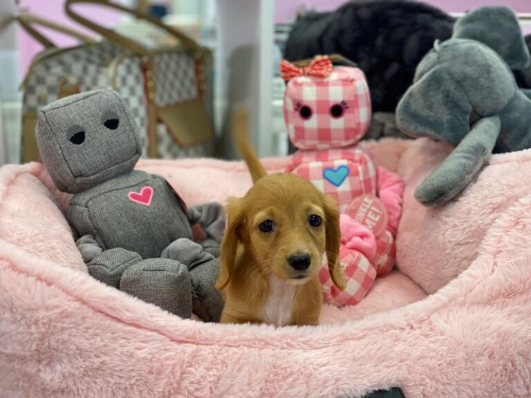 Penny - Dachshund