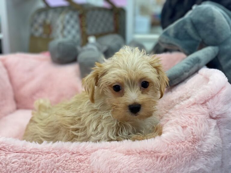 Sandy - Morkie