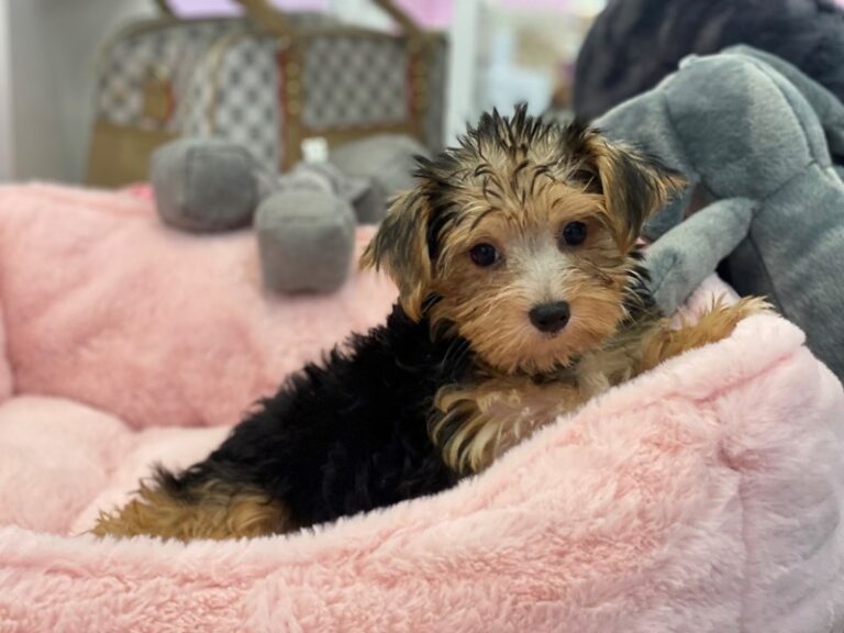 Lola - Morkie