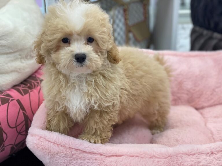 Ruby - Maltipoo