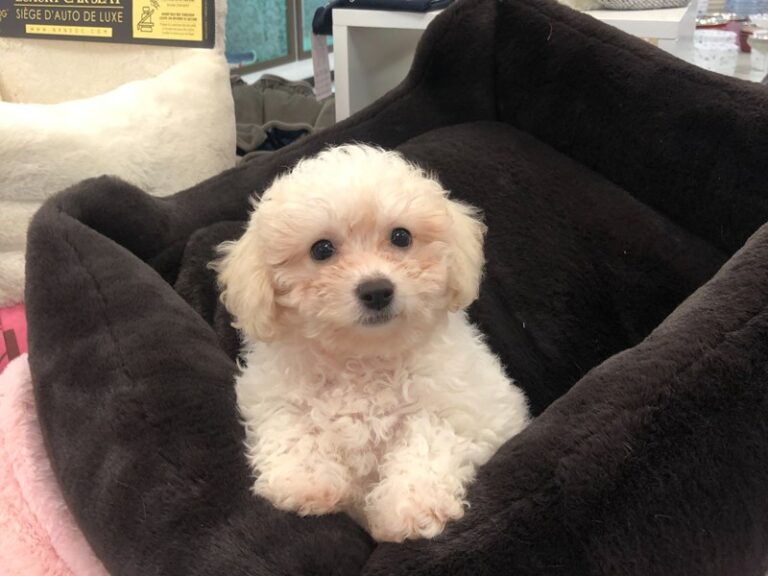 Rita - Bichapoo