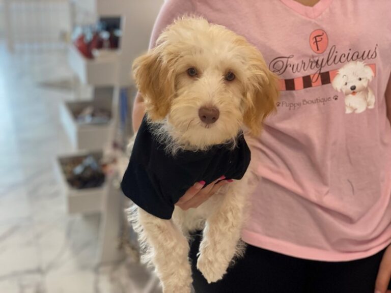 Chloe - Goldendoodle Mini