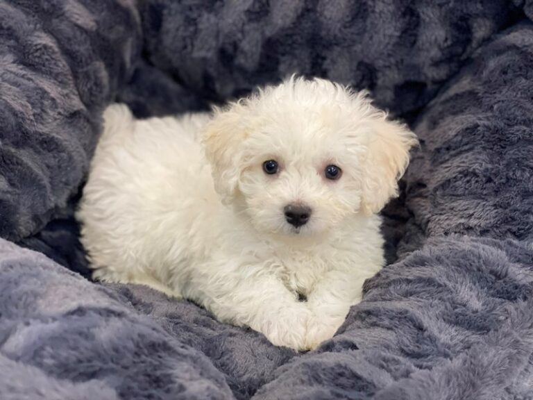 Buster - Bichon Frise