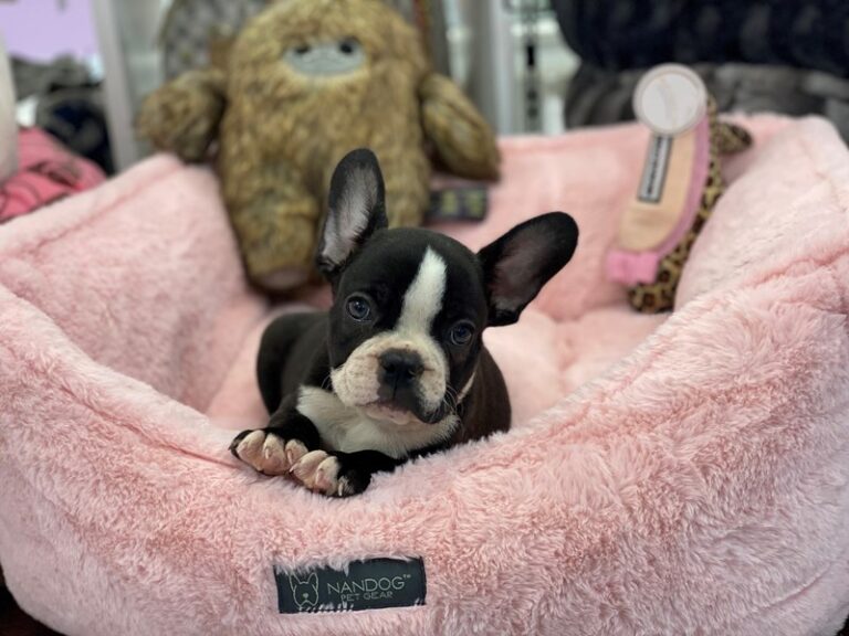 Frankie - Frenchton