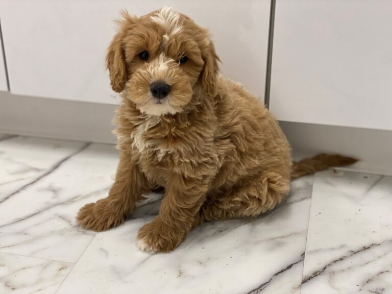 Pablo - Goldendoodle Mini