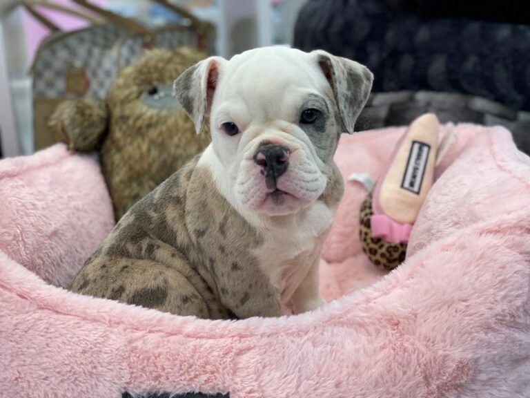 Maxine - Victorian Bulldog