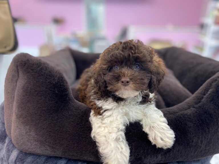 Piper - Shih Tzu/Poodle