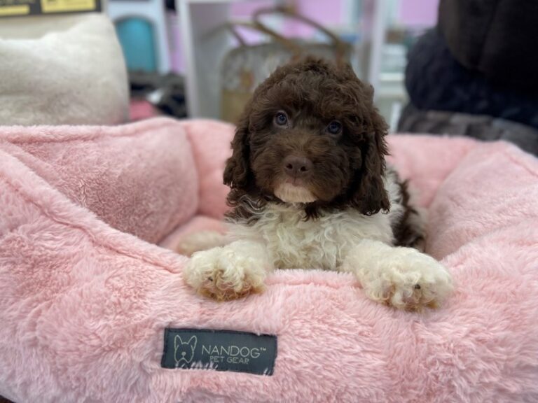 Tucker - Mini Newfypoo