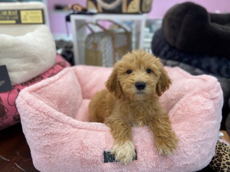 Labradoodle F1-B - Labradoodle F1-B